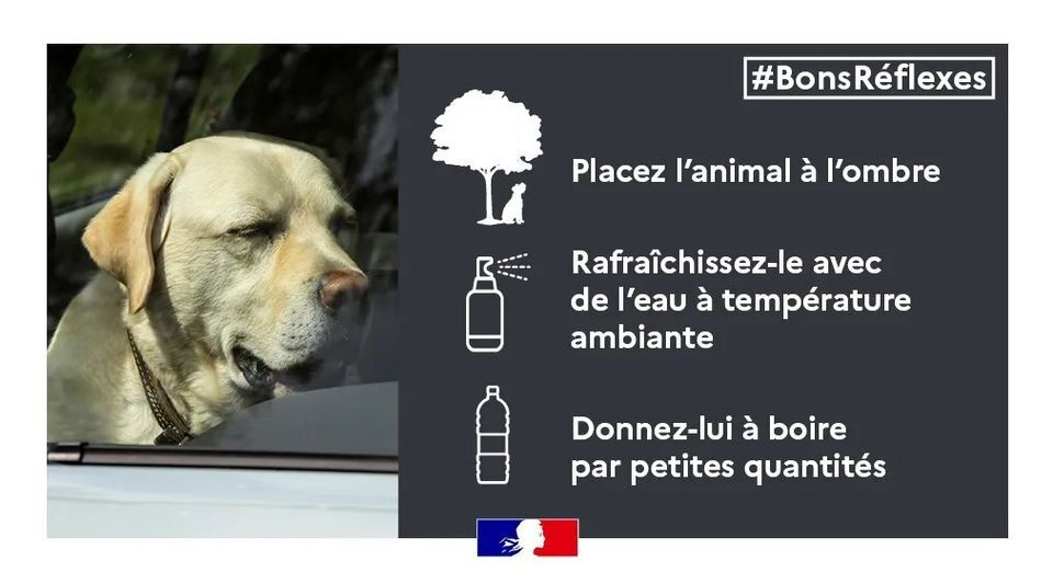 chien-voiture-chaleur-prefet-var-juillet-2024