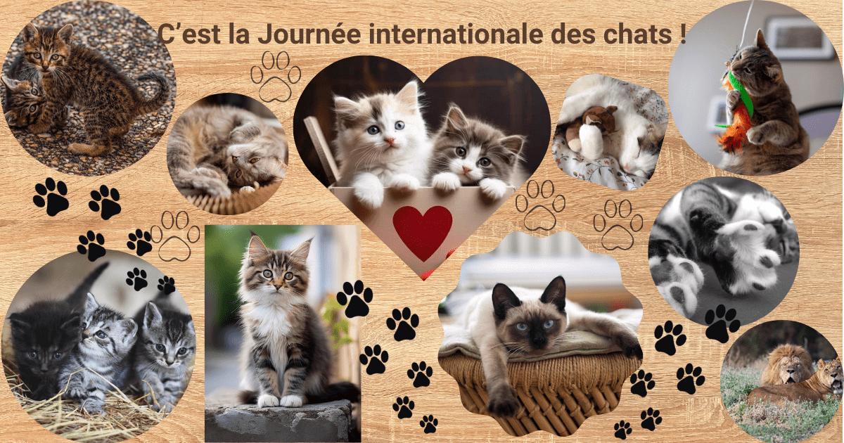 Journée internationale des chats