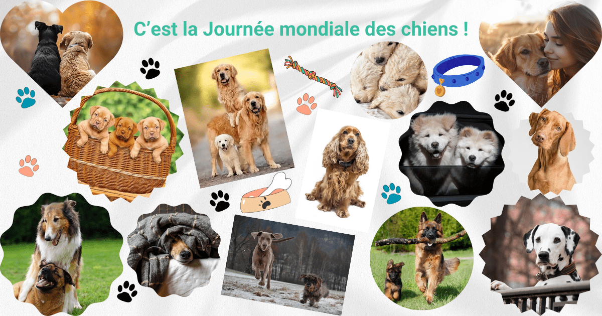 Journée mondiale du chien