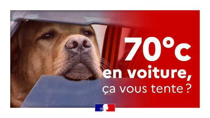 animaux-chaleur-voiture-prefet-2024