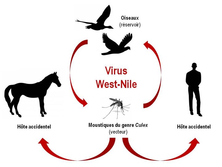 virus-west-nile-ars-moustiques-aout-2024